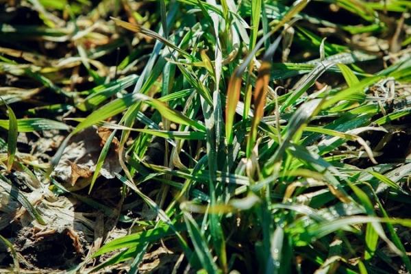 Аграрії Миколаївщини планують пересівати озимі