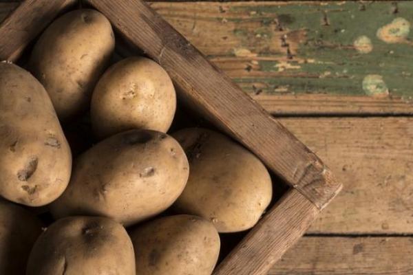 Вітчизняні сорти вирощують на 10% площ професійних картоплярів