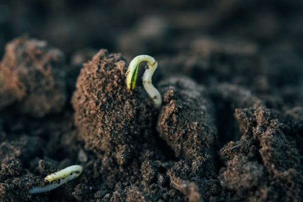 Технологія no-till дозволяє господарювати в зоні ризикованого землеробства — фермер