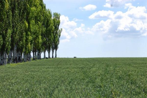 На Херсонщині починають відновлювати захисні лісосмуги