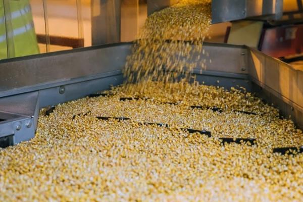 Зріс світовий попит на українську кукурудзу