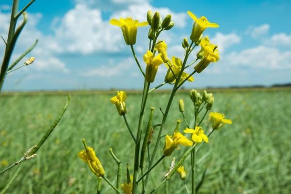 Україна експортувала ріпаку на понад $1 млрд