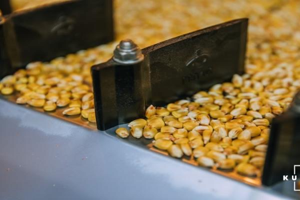Після свят очікується підвищення цін на кукурудзу