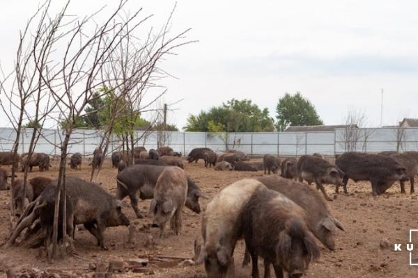 Вінницькі лісники відновлюють поголів’я дикого кабана