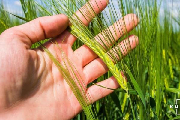 За 11 місяців 2019 р. Україна на 9%  перевищила об’єм експорту ячменю за весь 2018 р.
