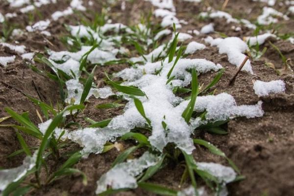 Озимі культури припинили ріст