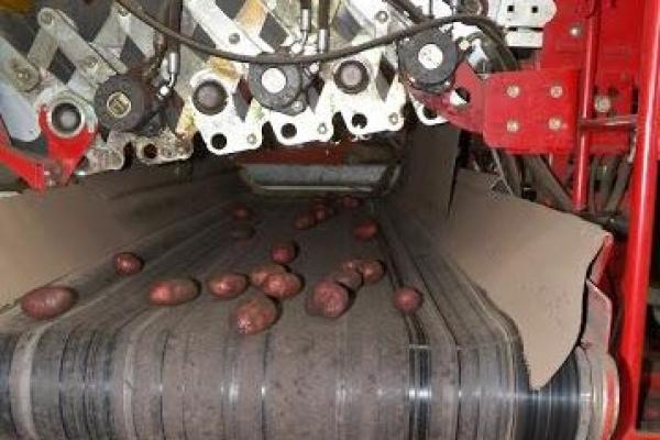 У Нідерландах вирощуватимуть гібридну картоплю