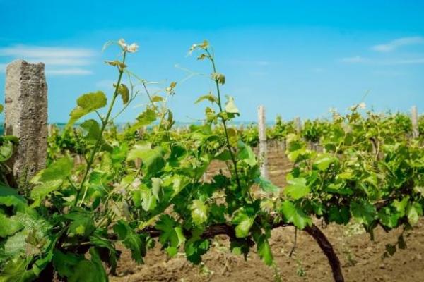 На Херсонщині більше тисячі гектарів виноградників віддадуть пайовикам