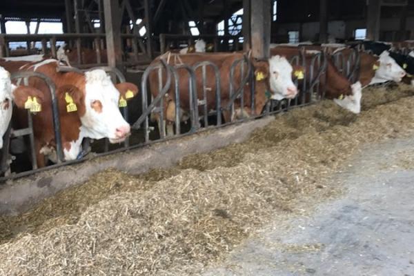 В Україні кількість ВРХ скоротилась на 7,2%