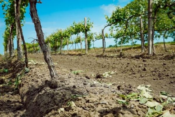 БМК Таврія залучить фермерів до вирощування винограду