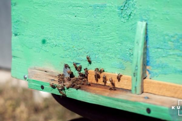 Пасічник з Полтавщини втратив половину пасіки через обробку ЗЗР полів
