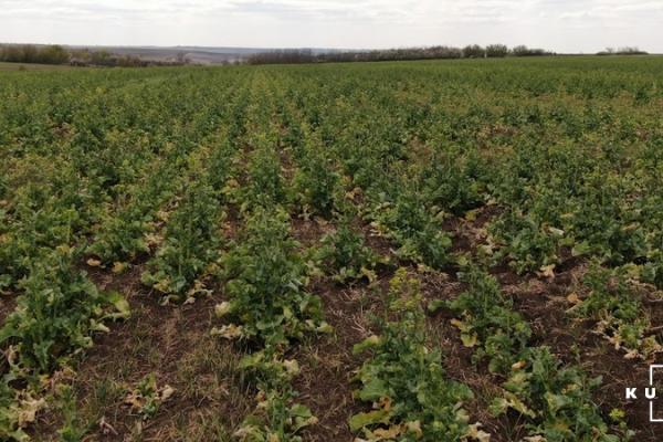 На Сумщині загинула частина посівів озимих культур
