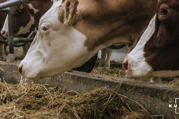 Уряд розробив рекомендації для тваринників під час пандемії COVID-19
