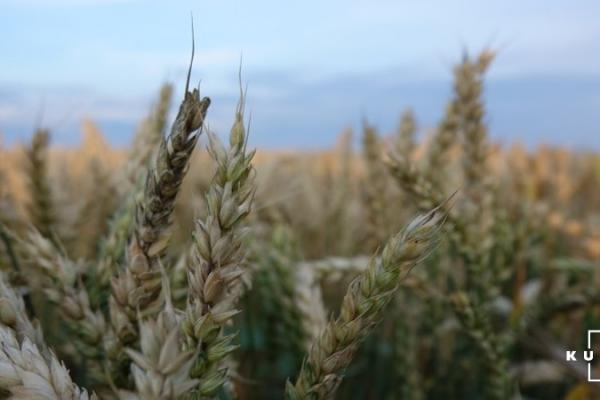 Падіння виробництва с/г продукції в Україні прискорилось до 19%