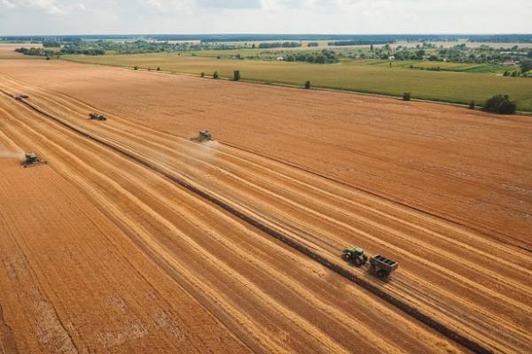 Всі райони Черкащини розпочали жнива