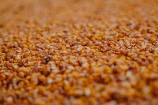 Аналітики USDA зменшили прогноз світового виробництва кукурудзи