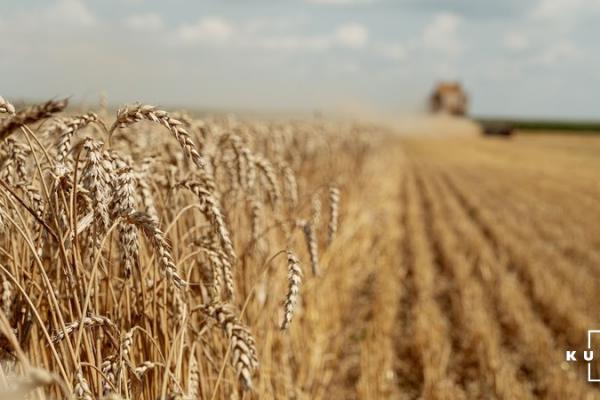 Стало відомо, чому зросли ціни на пшеницю