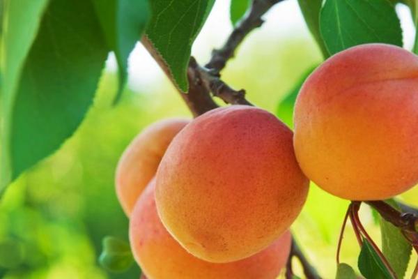 Органічне господарство на Одещині виготовлятиме унікальне варення