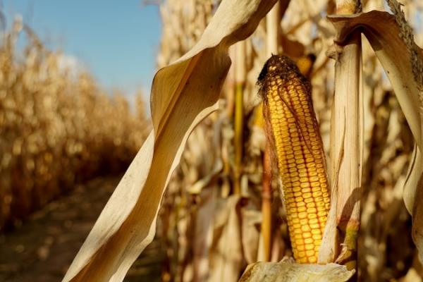 Експорт кукурудзи з України у 2022 р. виявися на рівні минулого року, попри війну