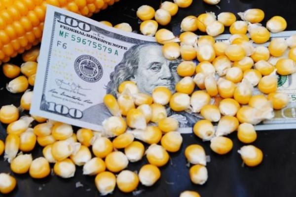 Через надлишок українського збіжжя, ціни на пшеницю та кукурудзу в Польщі просіли на 20-30 $/т