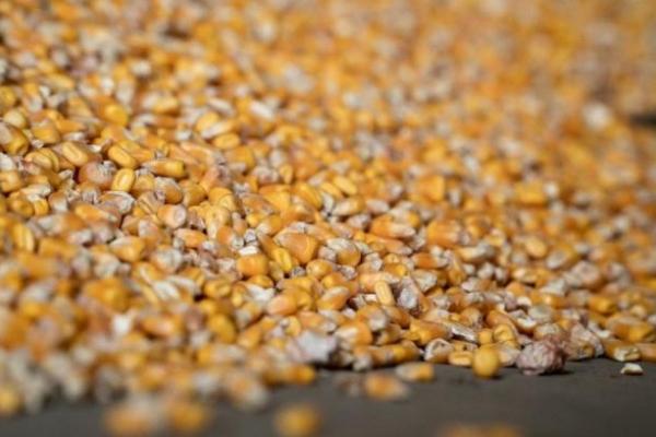 Україна може експортувати ще 33 млн т зерна на зовнішні ринки — думка