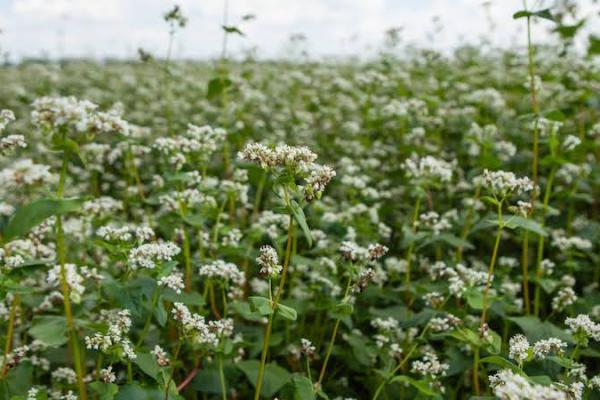 На Львівщини другий рік поспіль збільшать площі під гречкою