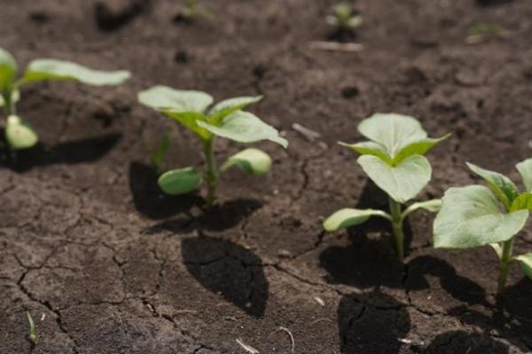 На полях Дніпропетровщини зафіксовано активність небезпечного шкідника