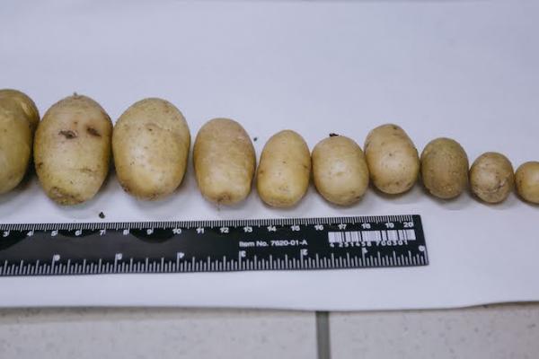 Картопля