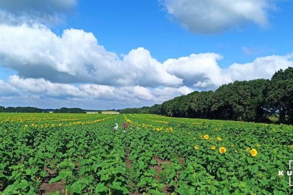 Аграріям розповіли, як  збільшити прибутковість соняшнику на 50% через насіннєві посіви