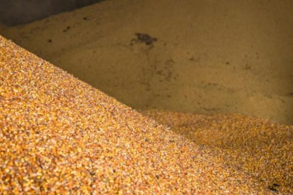 Експорт зерна відстає майже на 25% від торішніх показників