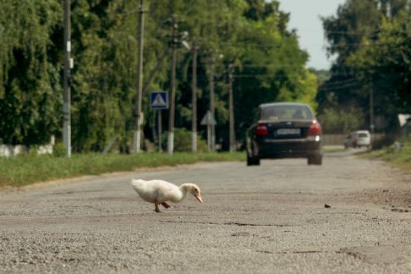 В Україні зафіксовано пташиний грип