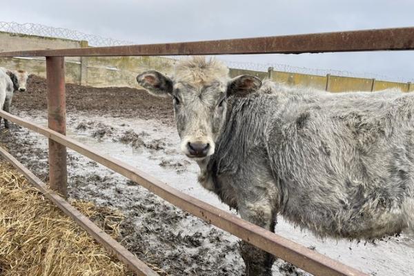 Фермер з Херсонщини відновлює виробництво мармурового м’яса на деокупованій території