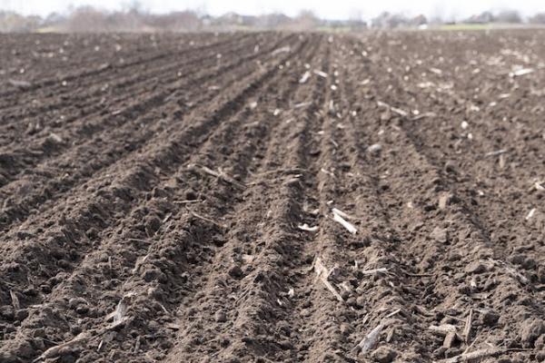 Аграрії Львівщини замінюють кукурудзу на маржинальнішу культуру