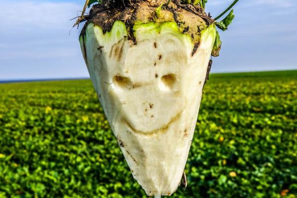 Цукровий буряк