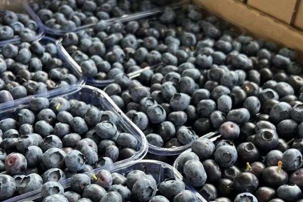Перша українська лохина сезону продається на третину дорожче ніж торік