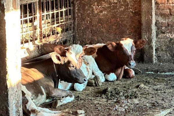 Поліція викрила жінку, яка примушувала переселенців працювати на фермі за їжу