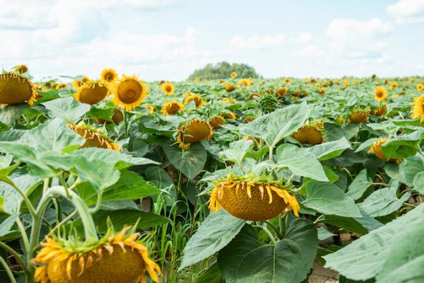 Ціни на соняшник триматися на рівні 490-500$/т