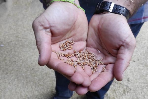 За рік експорт зерна з Україна зріс на 37%
