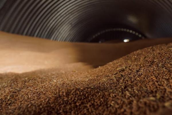 Фуражна пшениця поступово наздоганяє в ціні продовольчу