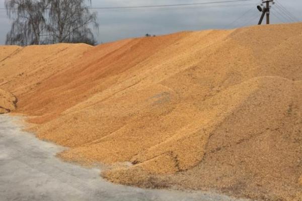 Експорт українського зерна —  понад 20 млн т продано на зовнішні ринки