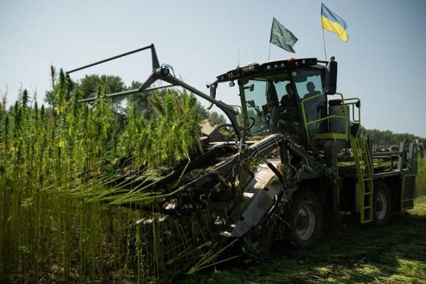Вирощування конопель набирає обертів на Житомирщині 