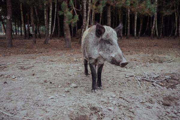 НА Сумщині спалахнула АЧС — тисячі свиней будуть знищені