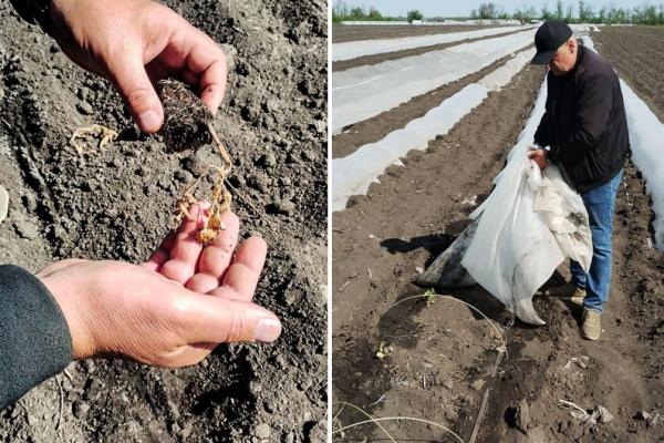 Весняні приморозки знищили овочі на 200 гектарах у Кропивницькому районі