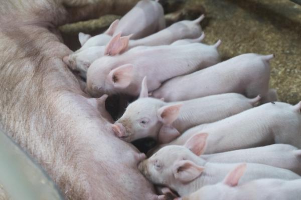 Галичина-Захід отримала 3 млн євро для підтримки свинарства 