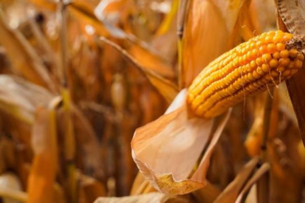 Врожай кукурудзи в Україні очікують на рівні 32 млн т, на скільки USDA збільшив прогноз