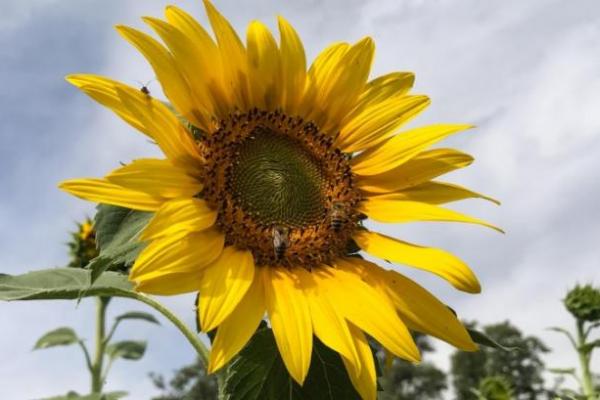 Фермери підняли ціни на соняшник до 29 тис. грн/т