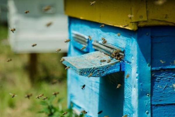 Ціни на мед в Україні зросли на 50%
