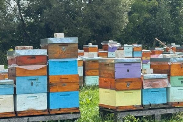 На Житомирщині загинули 700 бджолиних сімей через отруєння пестицидами