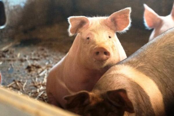 Українські переробники зменшують заготівлю свиней через слабку реалізацію