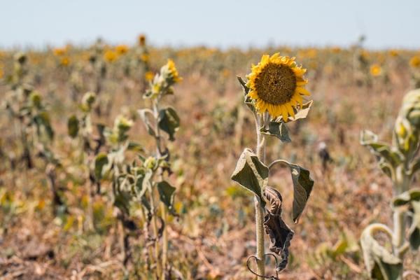 Фермерам Одещини прогнозують повний перехід на теплиці через зміну клімату
